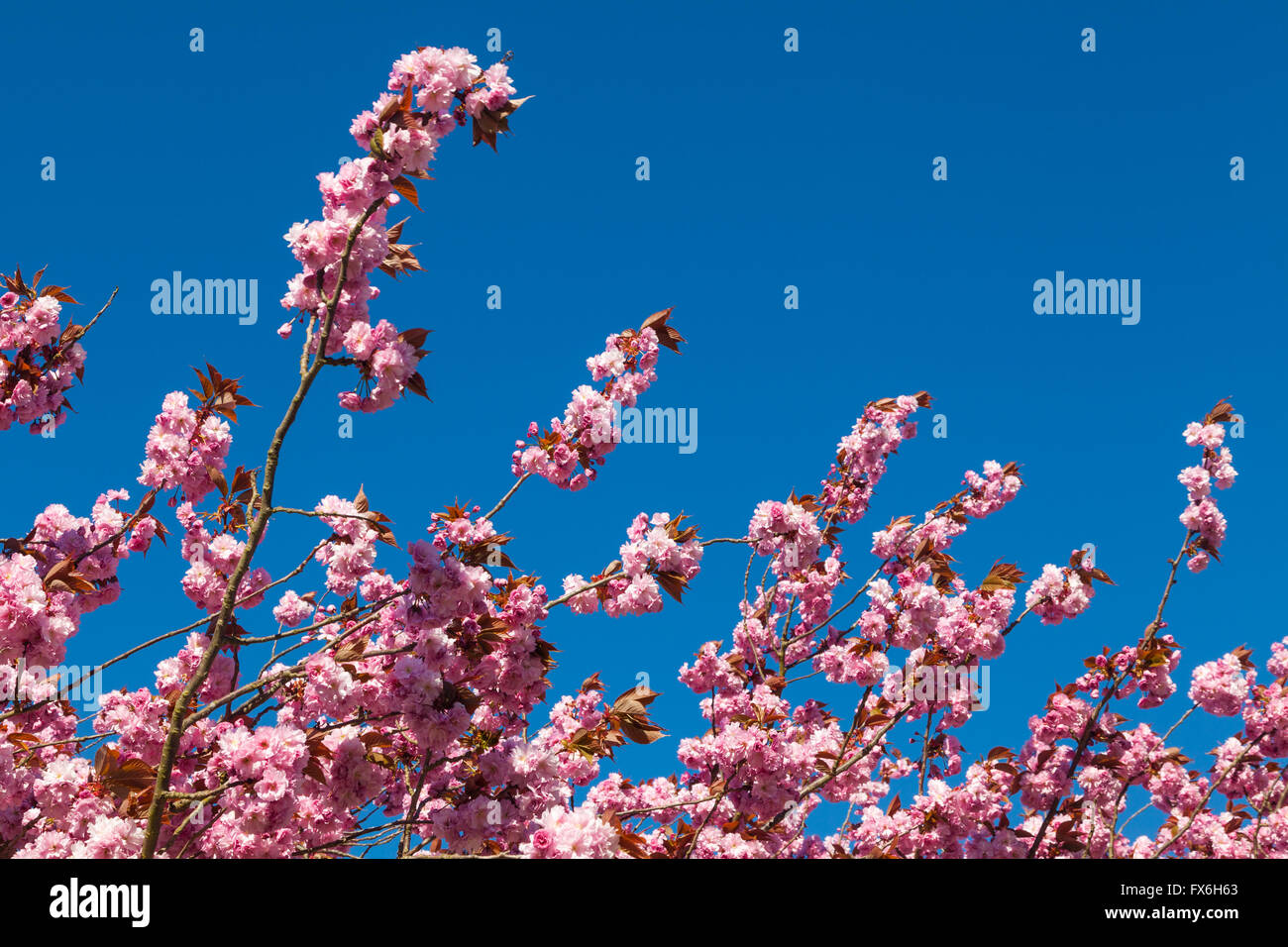 Pink Cherry blossoms against a vivid blue sky Stock Photo - Alamy