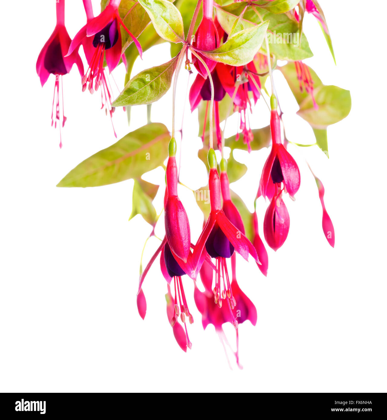 beautiful blooming branch of red and violet fuchsia flower magellanica