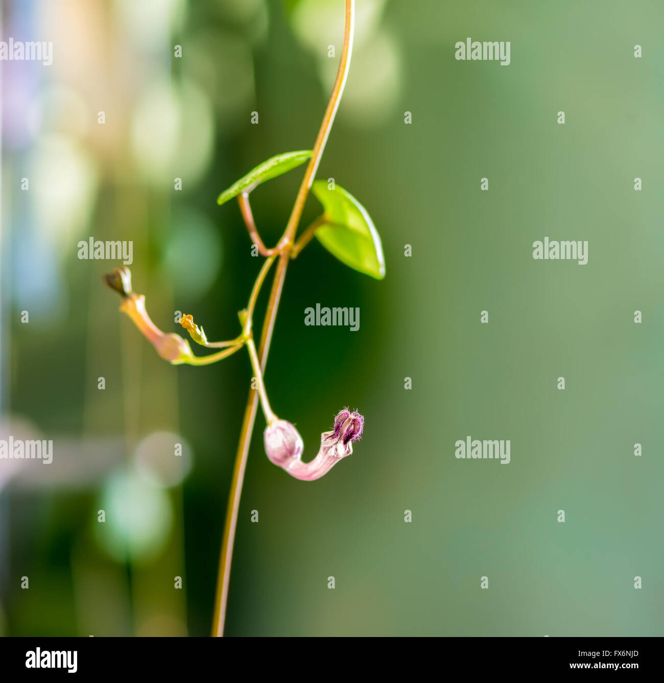 beautiful twig Ceropegia Woodii with flower on natural green blur background Stock Photo