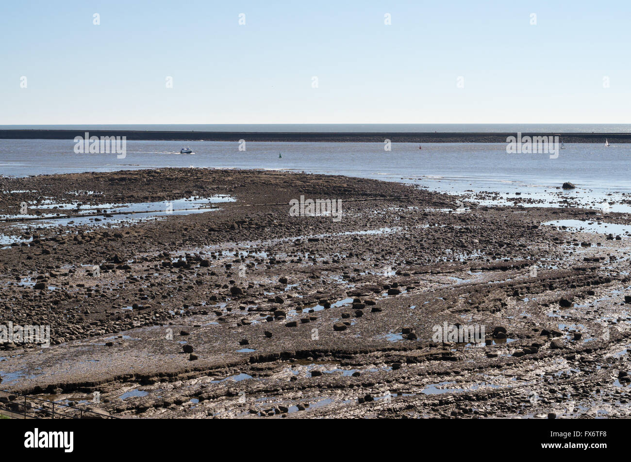The Black Middens rocks exposed at low tide within the Tyne estuary, Tynemouth, north east England, UK Stock Photo