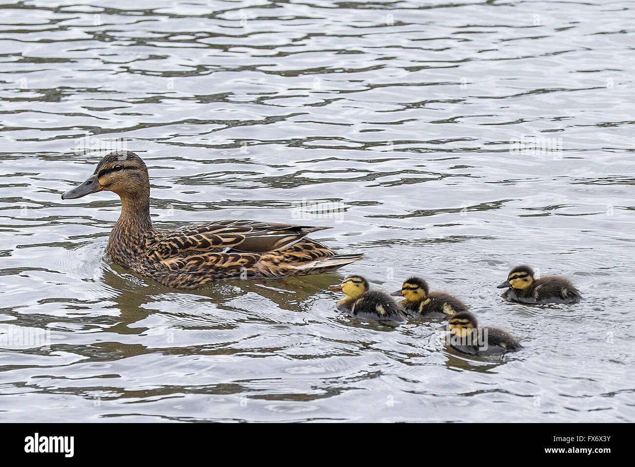 A female Mallard Duck and her young ducklings. Stock Photo