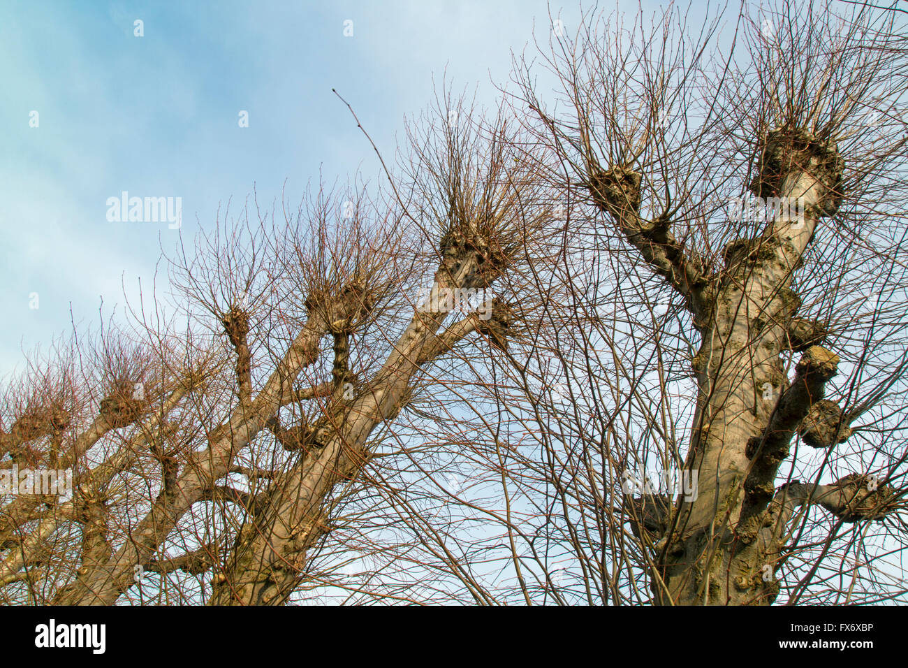 Common Lime Trees Tilia x europaea pollarded in early Spring against ...