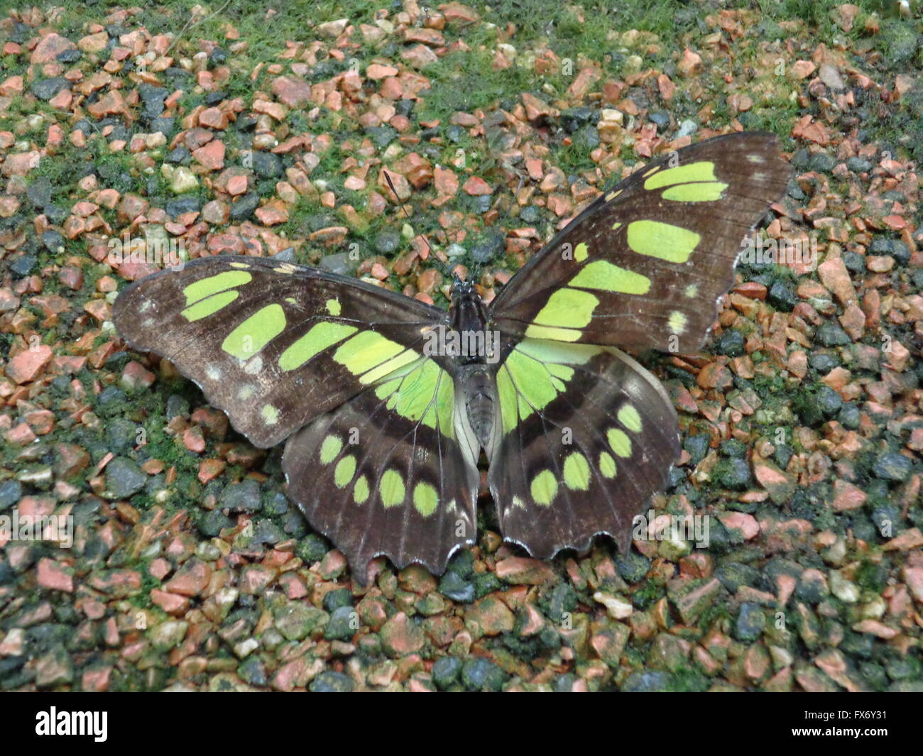 Exotic Green and Brown Spotted Butterfly Stock Photo Alamy