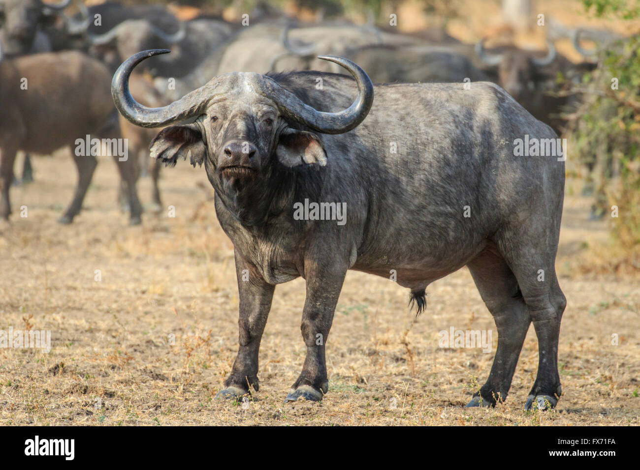 Cape buffalo (Syncerus caffer), in front of the herd, in the grassland, South Luangwa National Park, Zambia Stock Photo