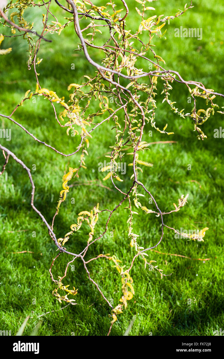 flowering yellow catkins of willow tree (salix matsudana) and green grass at lawn in spring Stock Photo