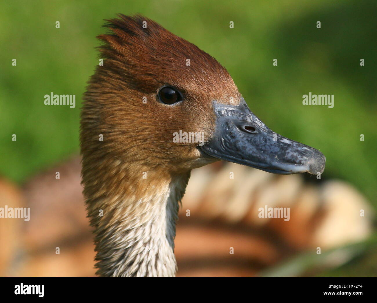 Mature Fulvous whistling duck (Dendrocygna bicolor) -  Native to Tropical South America, Caribbean, East Africa and India Stock Photo