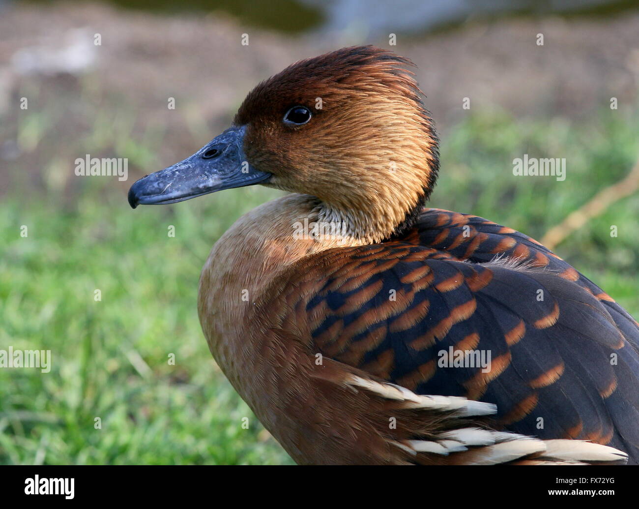 Mature Fulvous whistling duck (Dendrocygna bicolor) mugshot - Native to Tropical South America, Caribbean, East Africa and India Stock Photo
