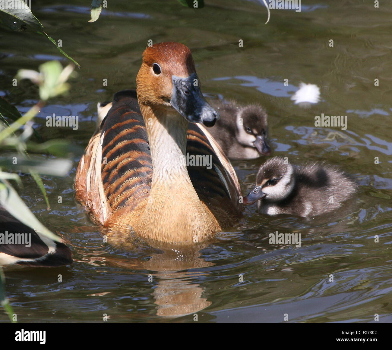 Mature female Fulvous whistling duck (Dendrocygna bicolor)  swimming with two of her fluffy baby ducklings Stock Photo