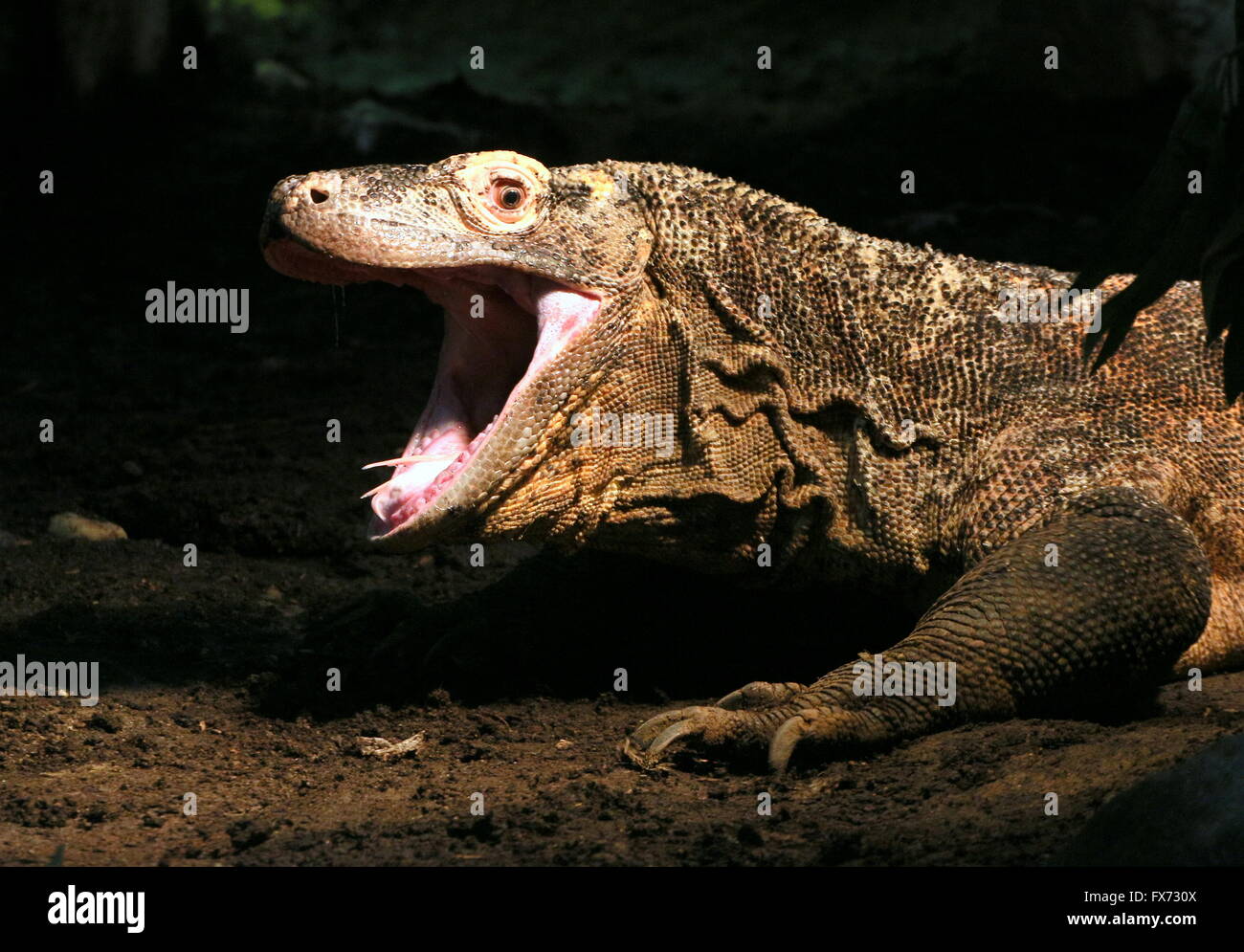 Close-up of the head of a Komodo dragon (Varanus komodoensis), cavernous mouth wide open Stock Photo