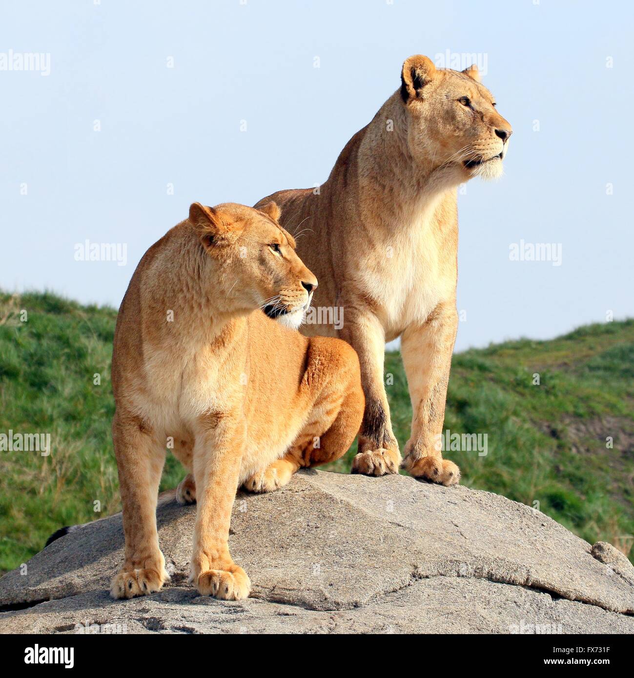 Two powerful mature African Lionesses (Panthera leo) on the lookout on top of a hill. Stock Photo