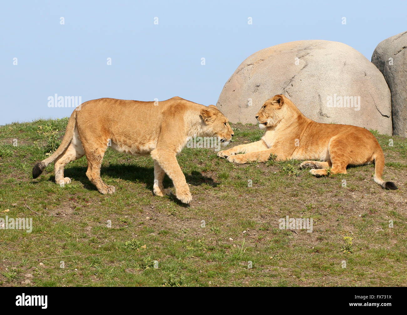 Two  African Lionesses (Panthera leo). Blue sky as background Stock Photo