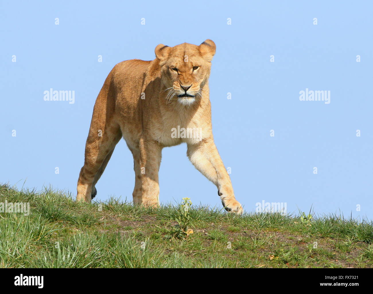Young female African Lion (Panthera leo) on the prowl, coming over a