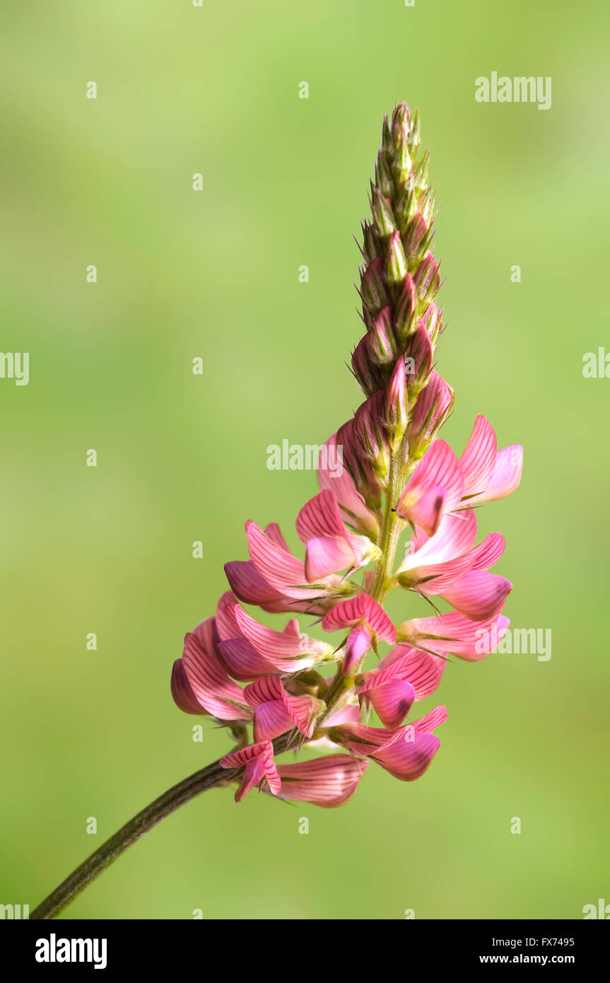 Sainfoins, esparsette, Onobrychis vicifolia, portrait of pink flowers with nice outfocus background. Stock Photo