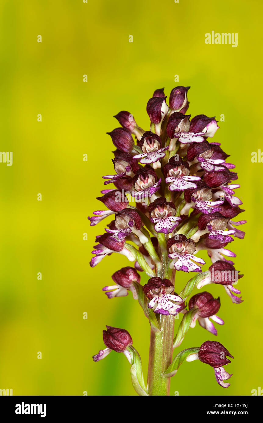 Lady Orchid, Orchis purpurea, portrait of flowers with nice out of focus background. Stock Photo