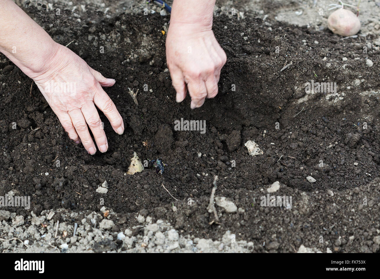 planting vegetables in garden - farmer plants seed potato in furrow in ...