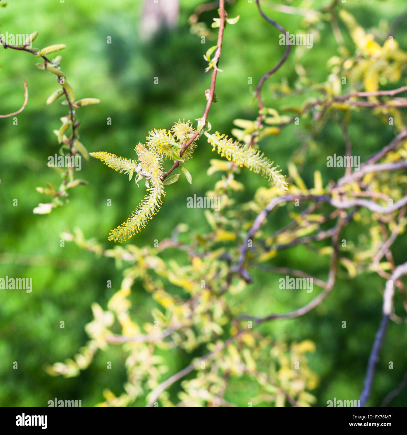 flowering yellow catkins of willow tree (salix matsudana) close up in spring Stock Photo