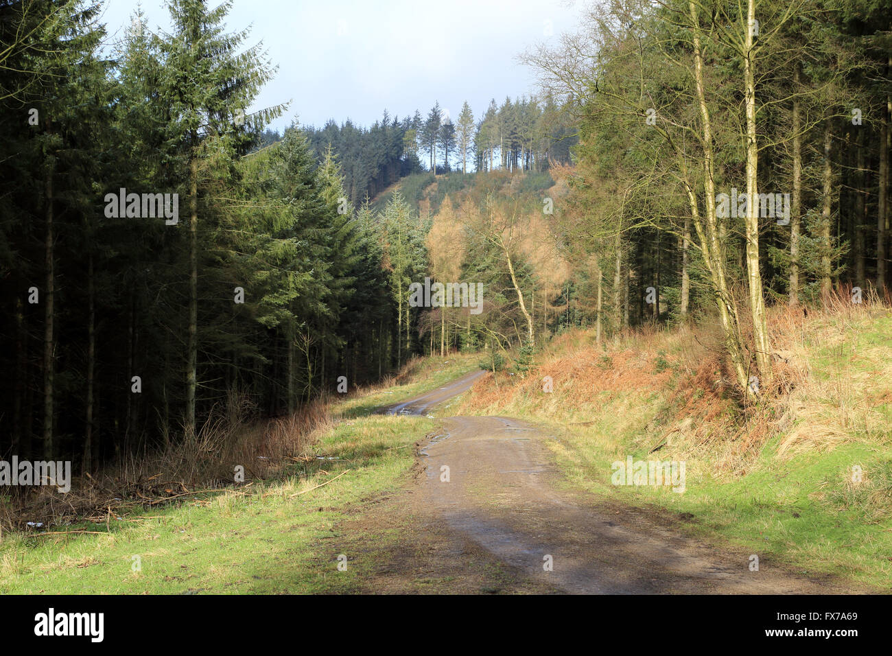 Boltby South Woods at Sneck Yate Bank, Boltby, Thirsk, North Yorkshire