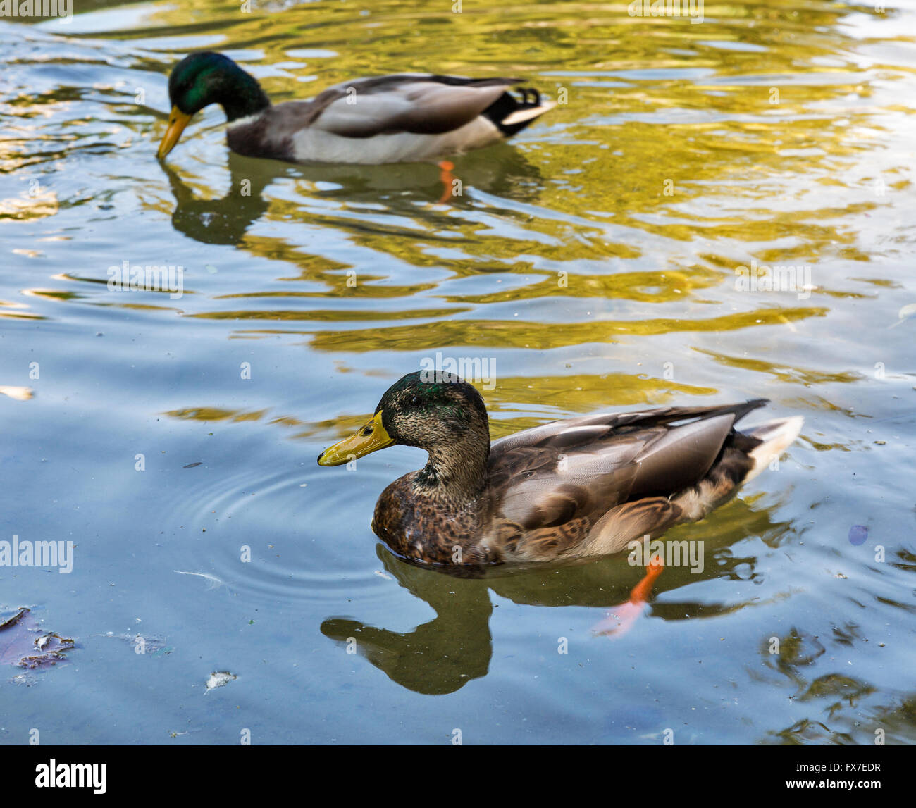 Mallard Drake Swimming In Pond Hi-res Stock Photography And Images - Alamy