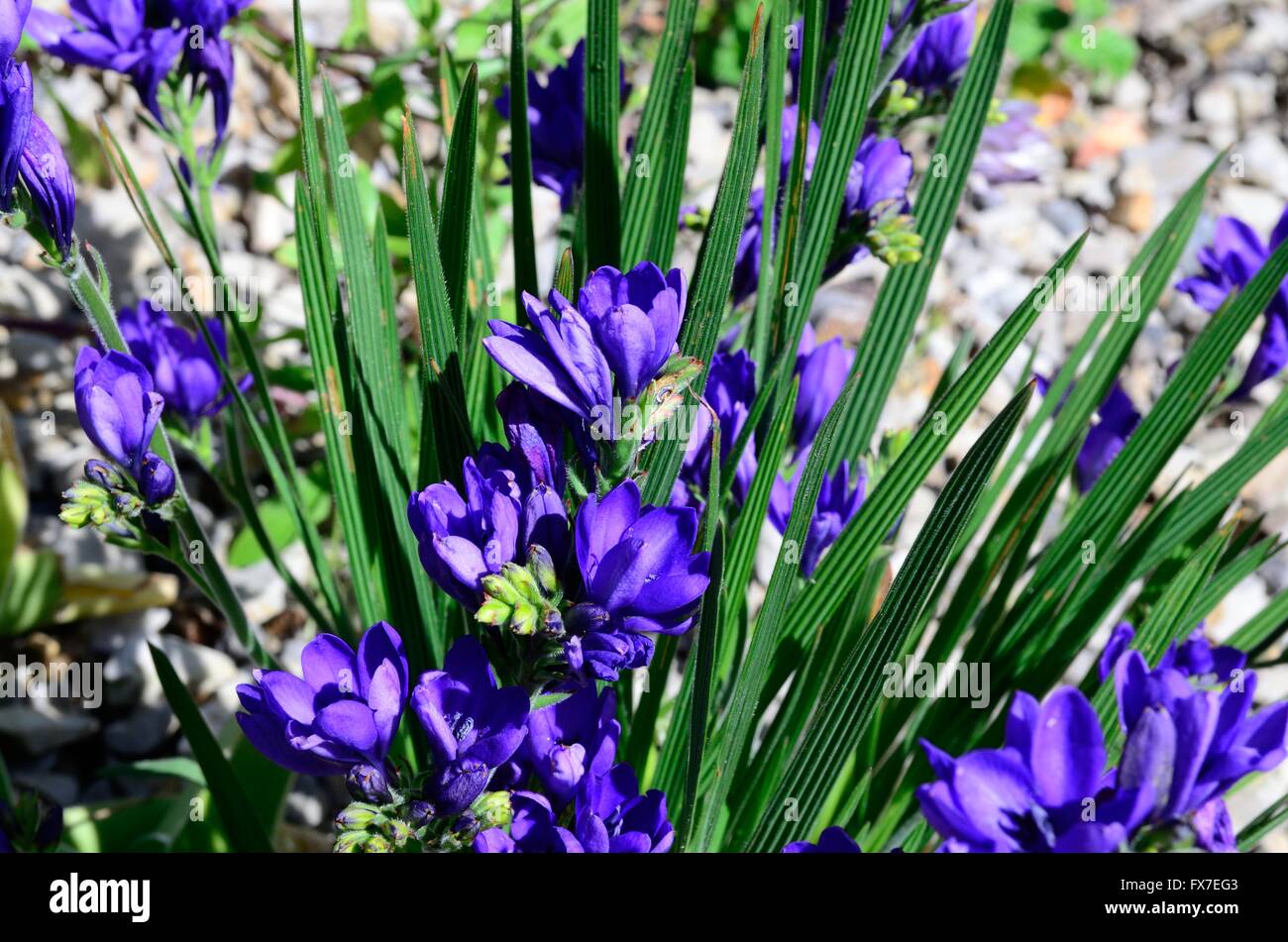 Babiana Stricta Blue Freesia Flowers Stock Photo Alamy