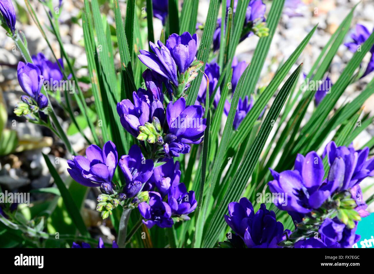 Babiana stricta blue freesia flowers Stock Photo