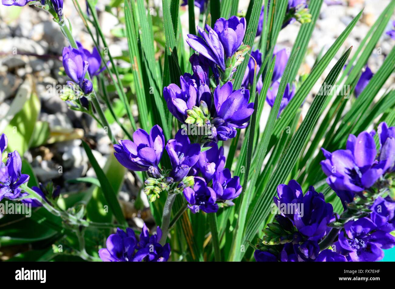 Babiana Stricta Blue Freesia Flowers Stock Photo Alamy