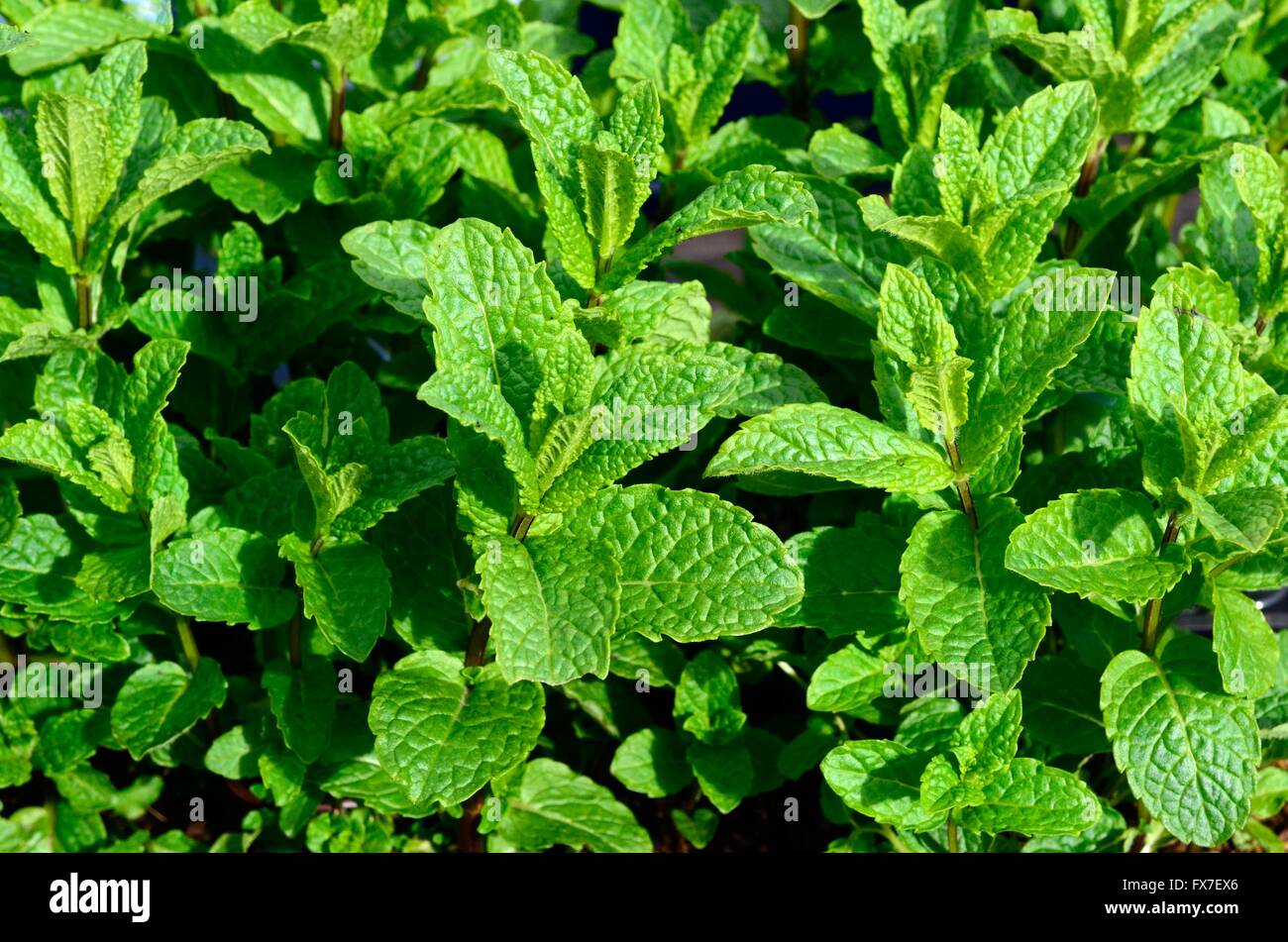 Moroccan mint leaves Mentha spicata Stock Photo