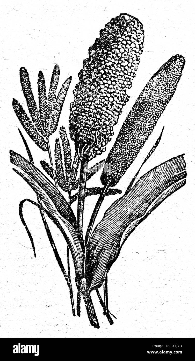 three species of African millet an illustration from the book
