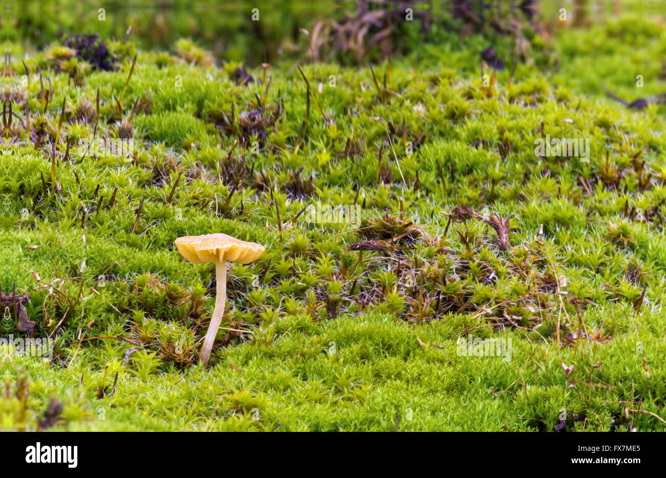 Small mushroom in forest moss, closeup Stock Photo