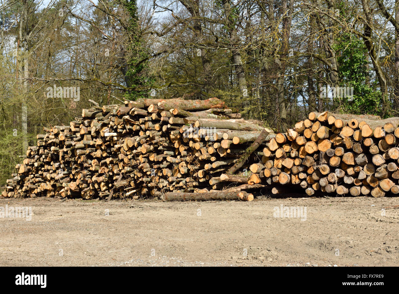 Stack of logs ready for sawmill Stock Photo