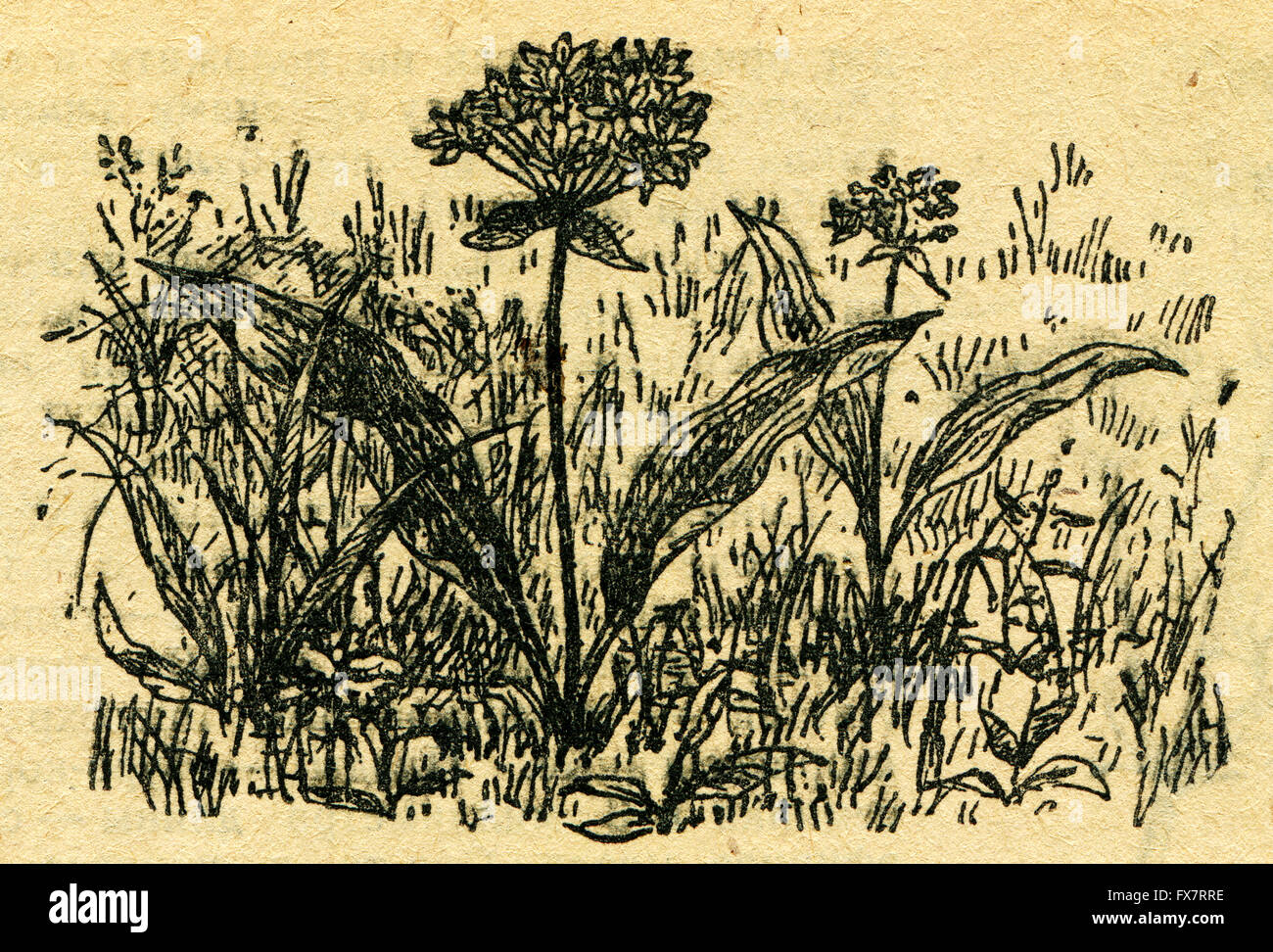Ramsons, Allium ursinum — also known as buckrams, wild garlic, broad-leaved garlic, wood garlic, bear leek, and bear's garlic - an illustration from the book 'In the wake of Robinson Crusoe', Moscow, USSR, 1946 Stock Photo