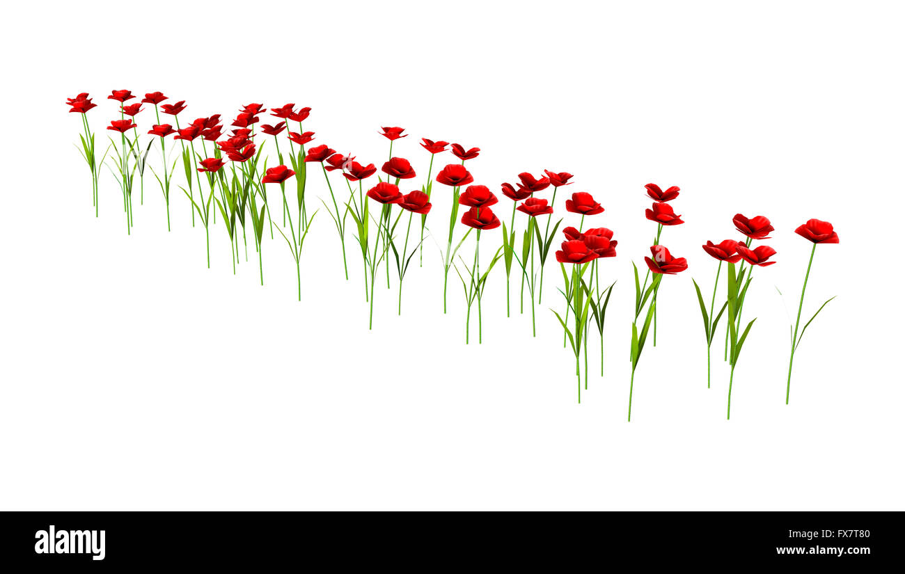 3D Illustration of red poppies isolated on white background Stock Photo ...