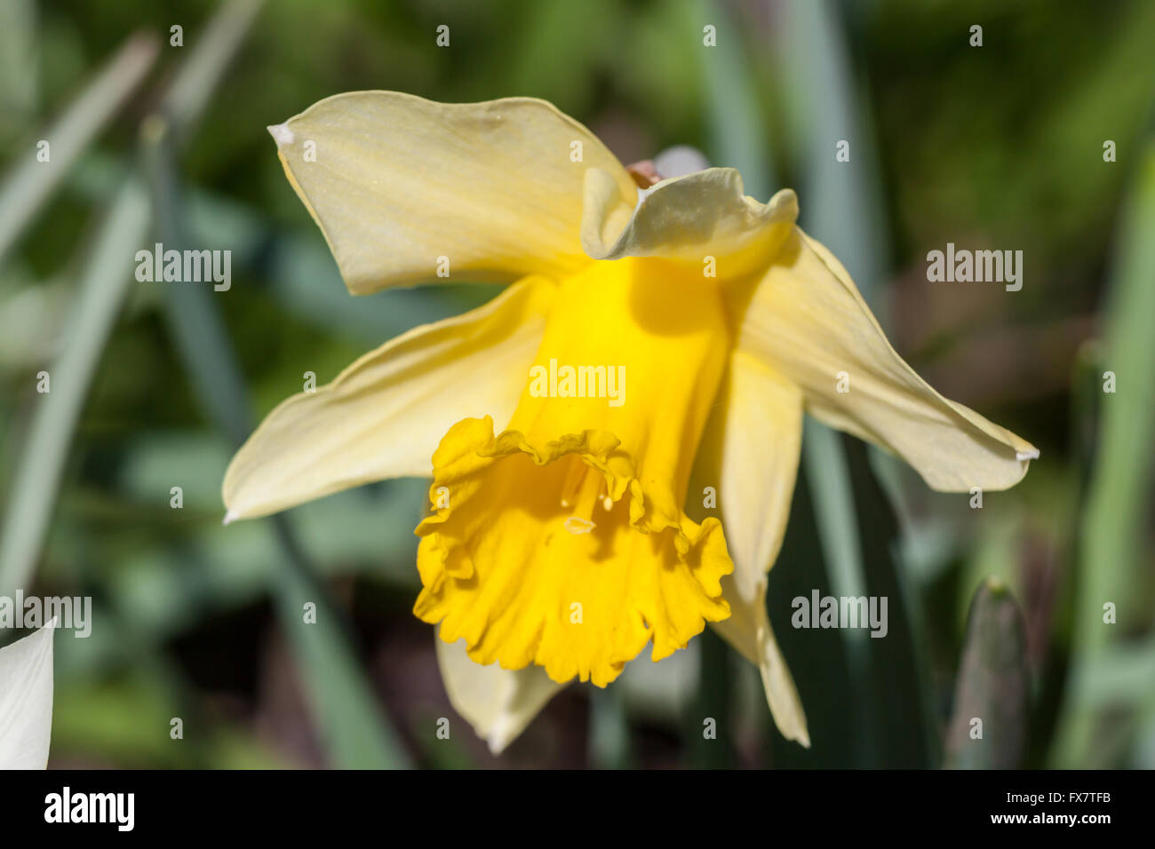 Jonquil, rush daffodil Narcissus jonquilla Stock Photo Alamy