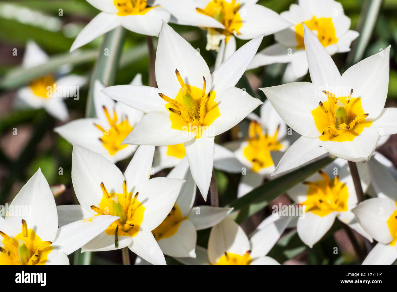 Turkestan tulip (Tulipa turkestanica) Stock Photo