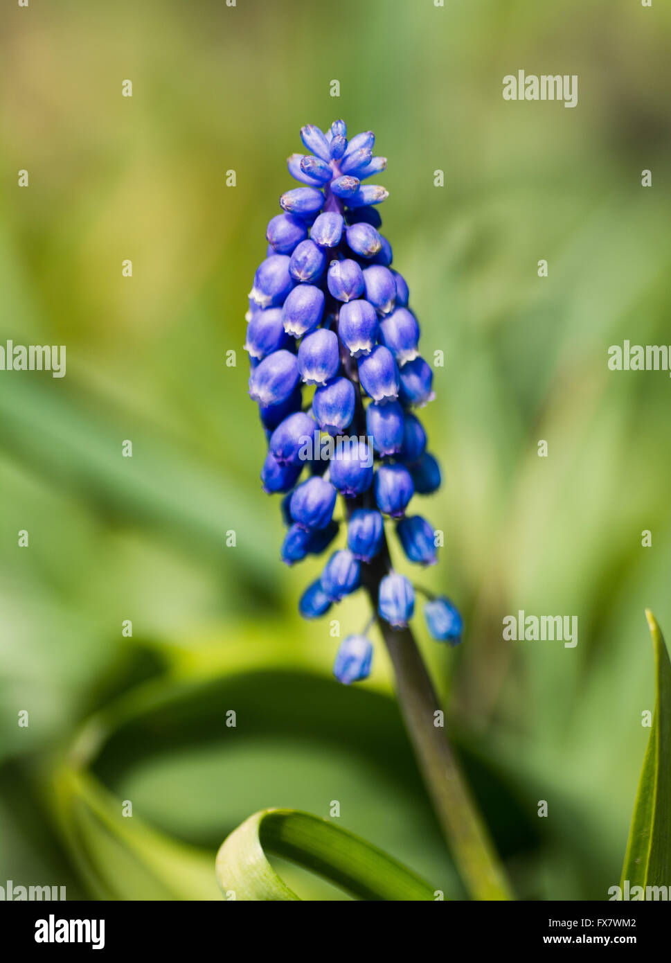Blue Grape Hyacinth Stock Photo Alamy