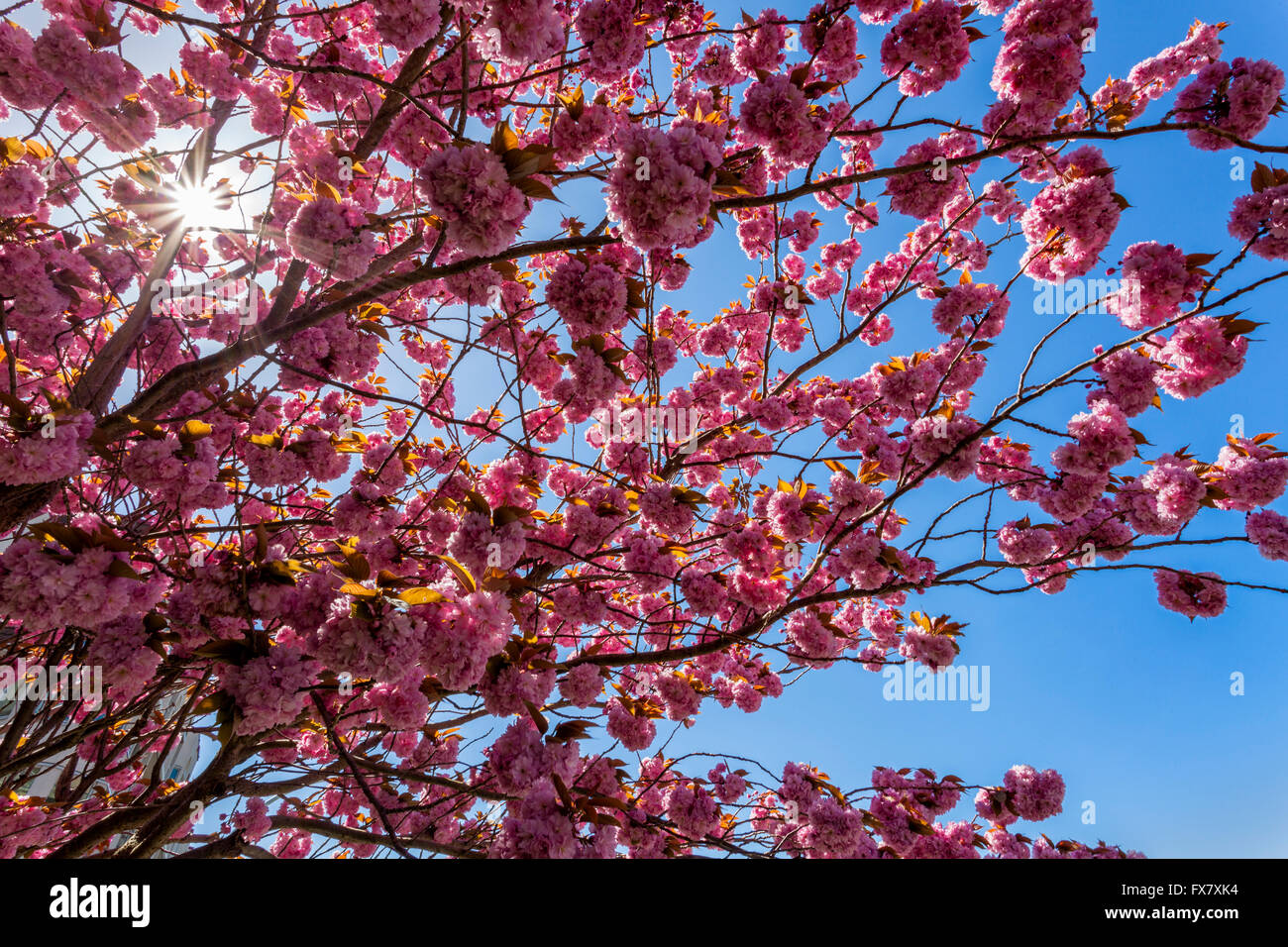 Japanese Cherry blossoms in full Spring bloom-Victoria, British Columbia, Canada. Stock Photo