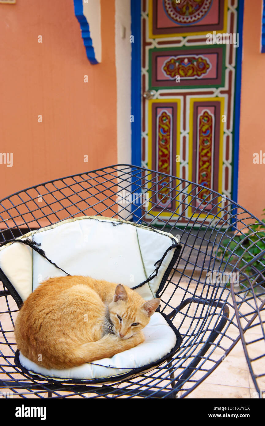 Morocco, Taroudant, Palais Salam hotel cat Stock Photo