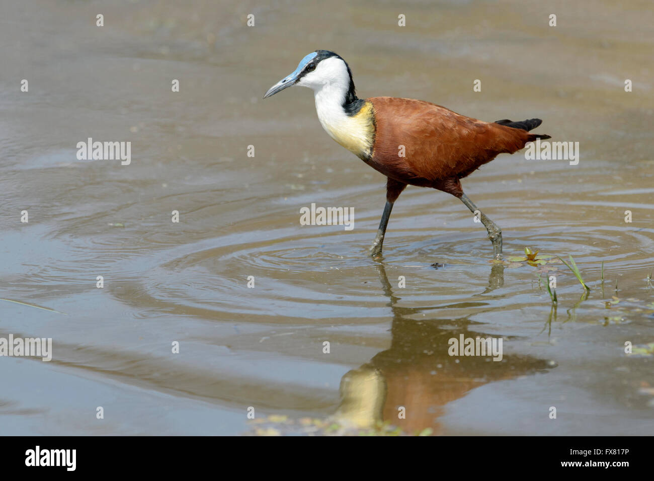 African Jacana (Actophilornis africana) walking in water, Kruger National Park, Mpumalanga, South Africa. Stock Photo