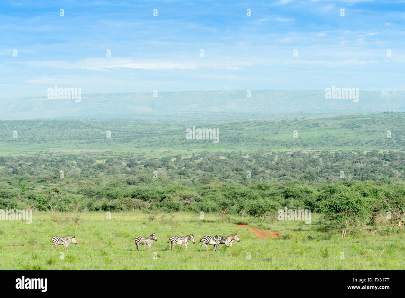 Plains zebra (Equus burchellii) walking in landscape, Akagera National Park, Rwanda Stock Photo