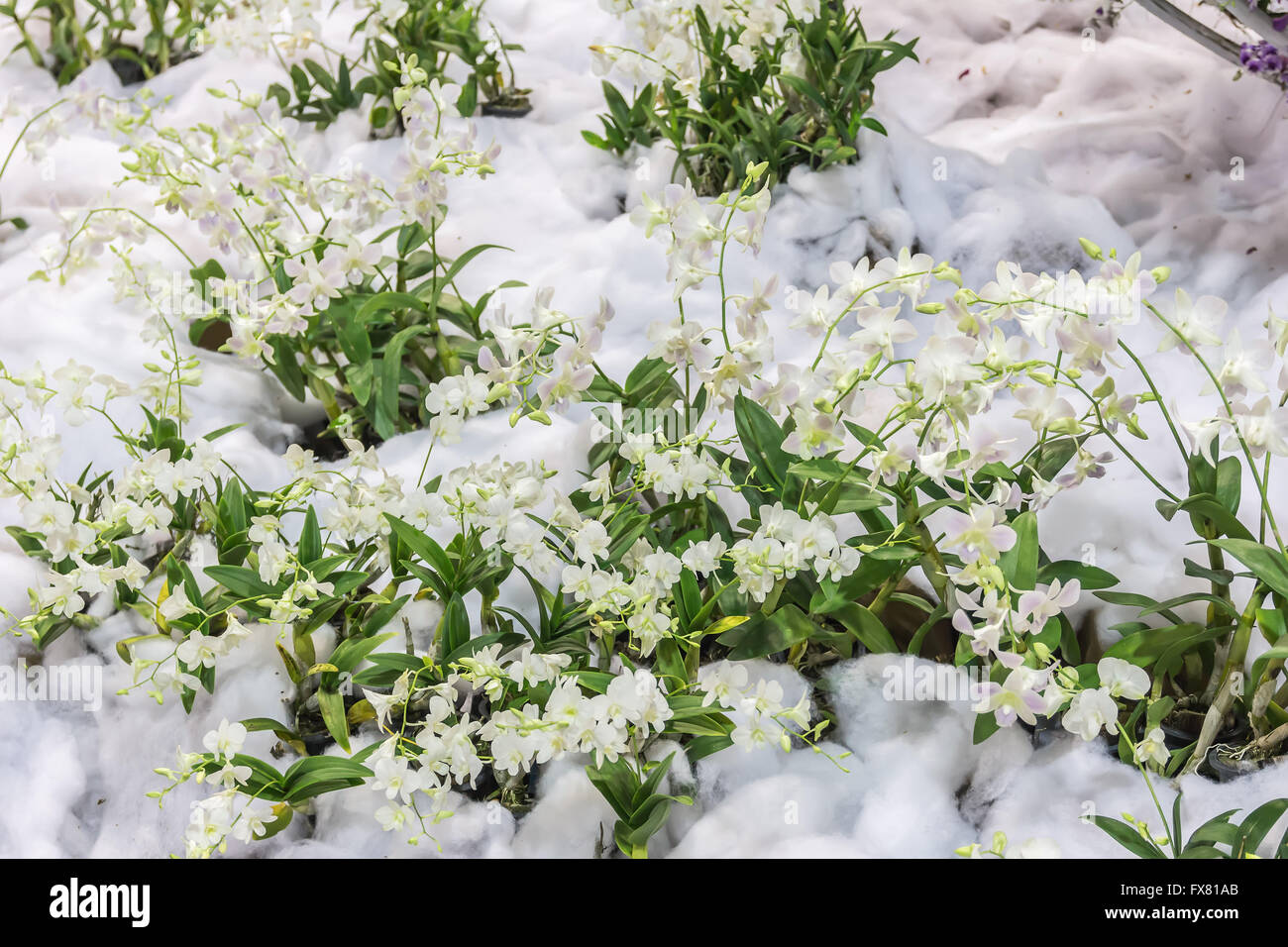 orchid beautiful orchid field,sensitive focus Stock Photo Alamy