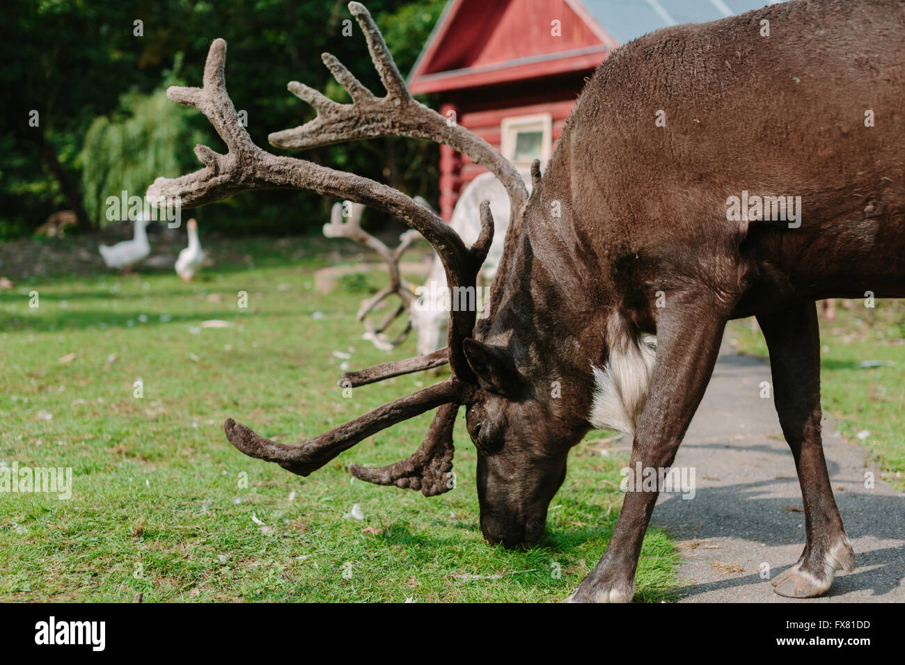 Big brown deer eating grass. Stock Photo