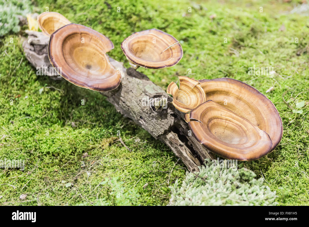 Orange mushroom growing on wood. Stock Photo