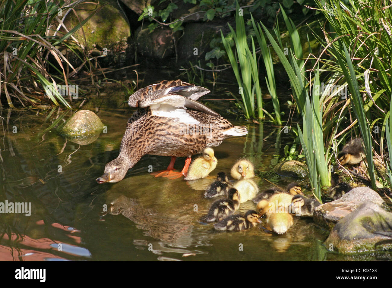 mallard mother with her ducklings at the edge of a pond Stock Photo