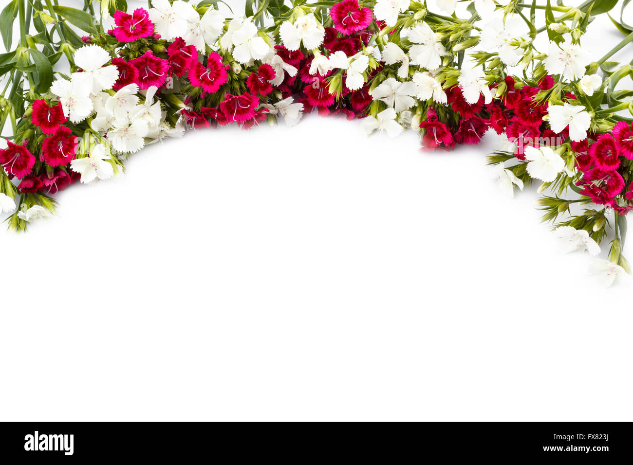 Carnation (Dianthus chinensis) flowers closeup, white and red isolated ...