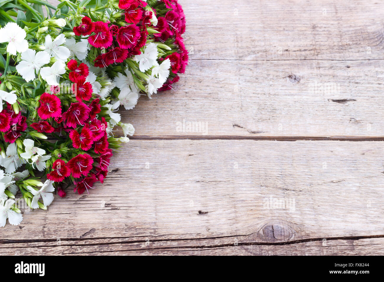 Carnation (Dianthus chinensis) flowers closeup, white and red on wooden ...