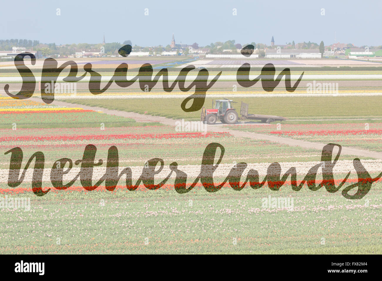 Inspirational phrase Spring in Netherlands written on a picture of Multicolored tulip fields in Holland Stock Photo