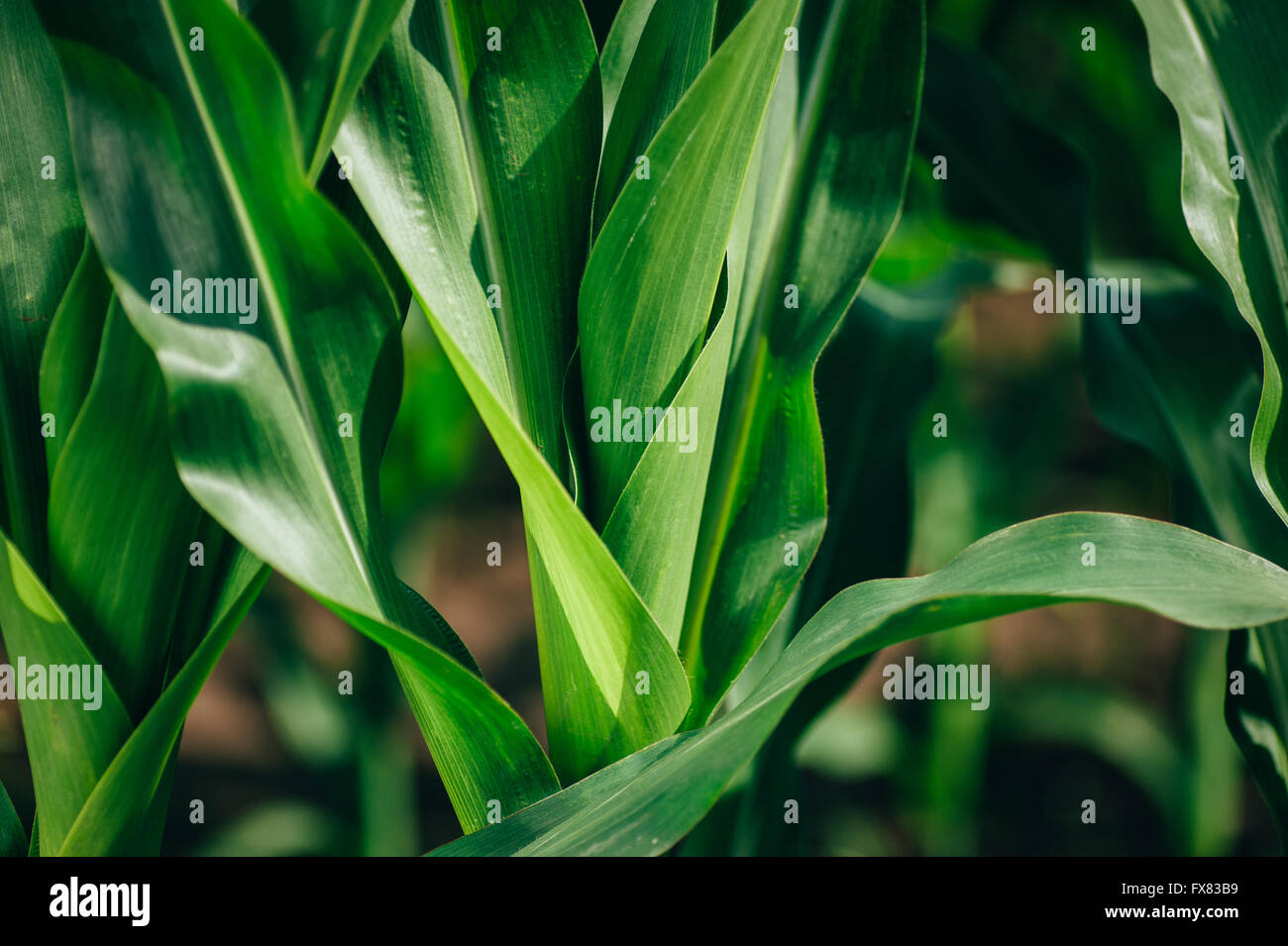 Big fresh green corn leaves Stock Photo - Alamy