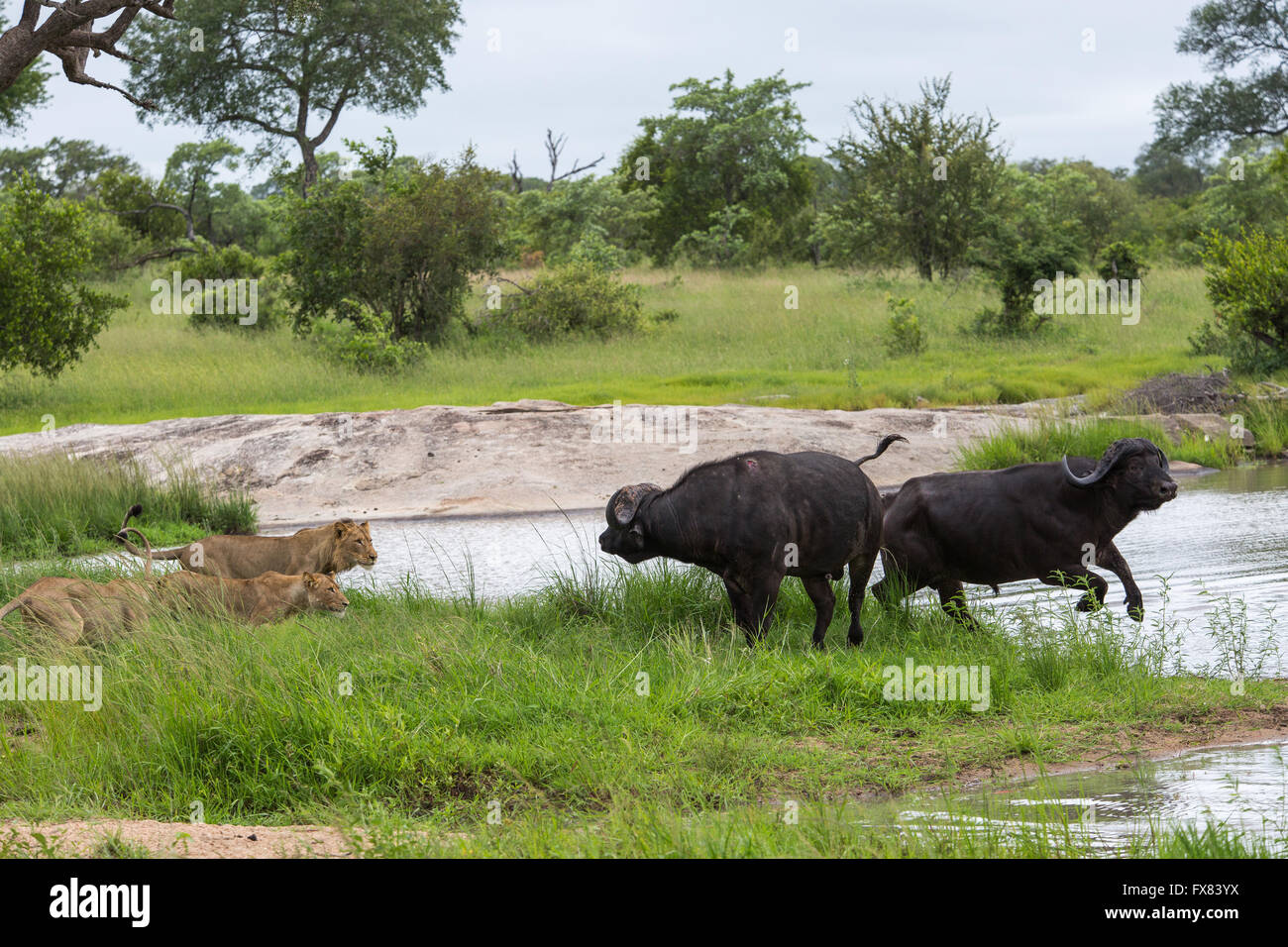 Lions (Panthera leo) make a dash at  buffalo (Syncerus caffer) Stock Photo