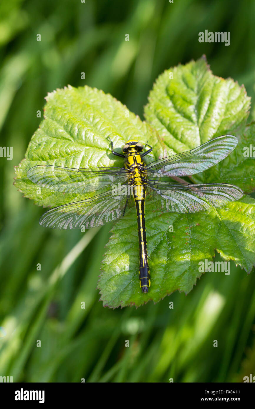 mercurial dragonfly club