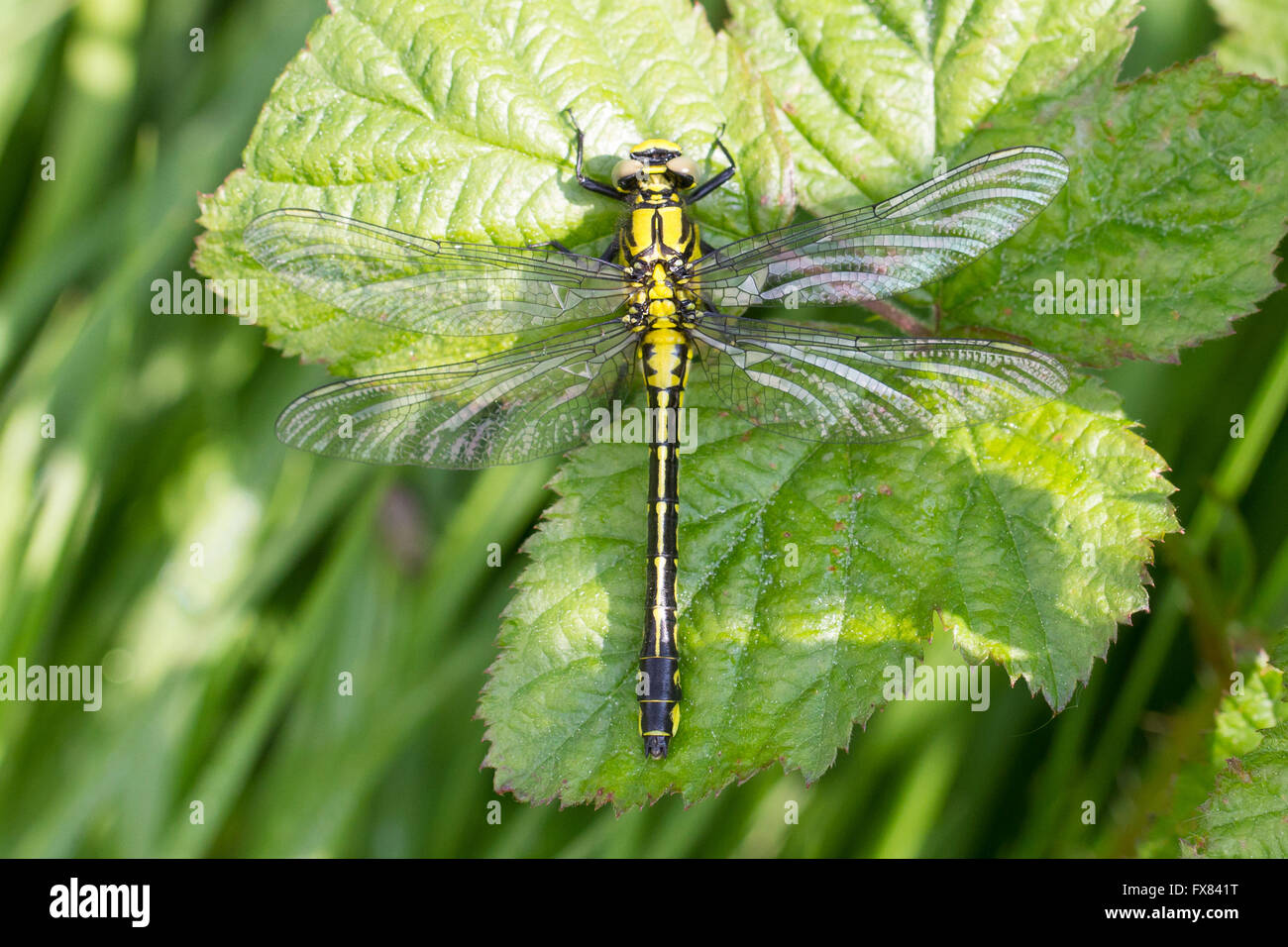 mercurial dragonfly club