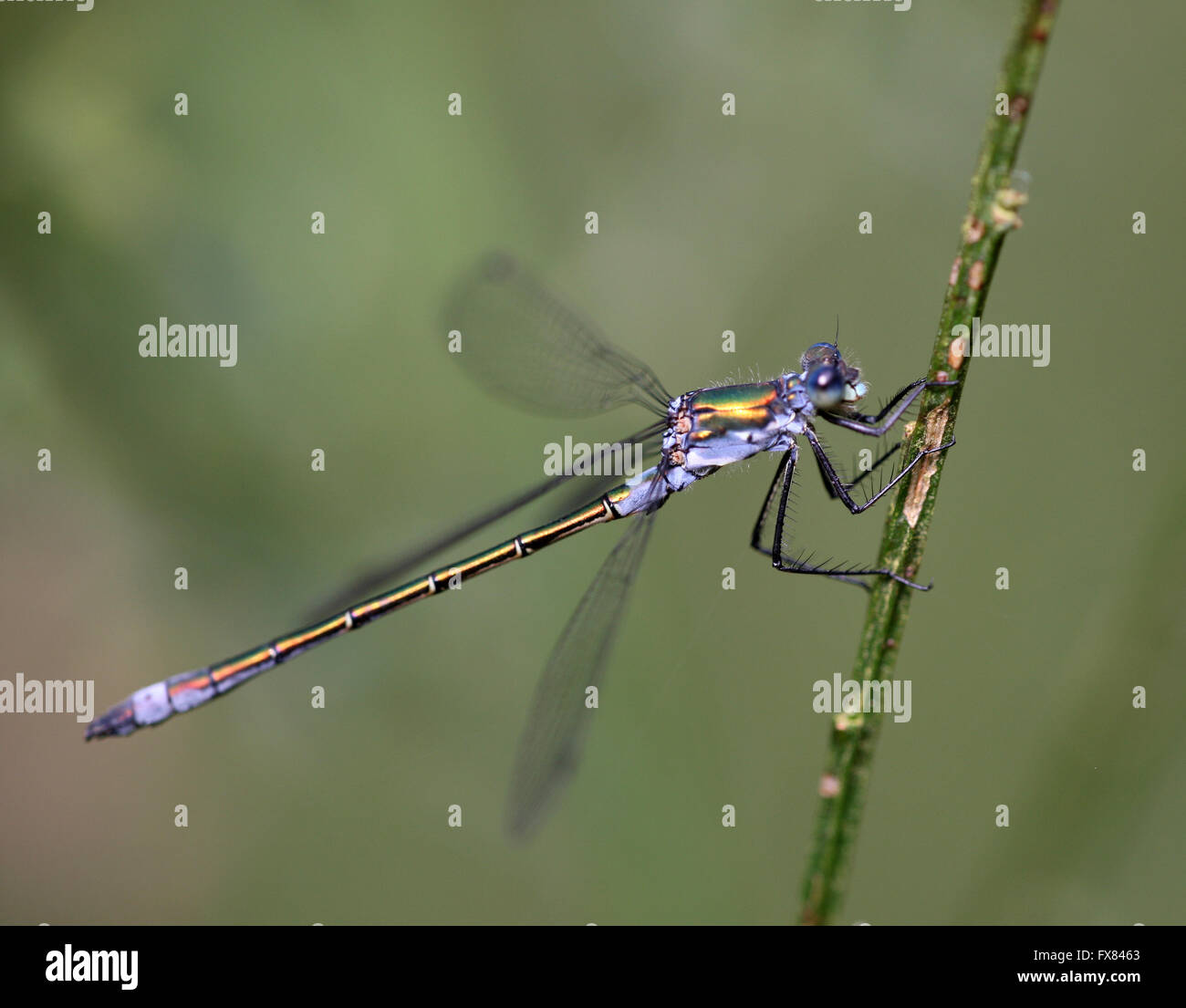 Emerald dragonfly hi-res stock photography and images - Page 2 - Alamy